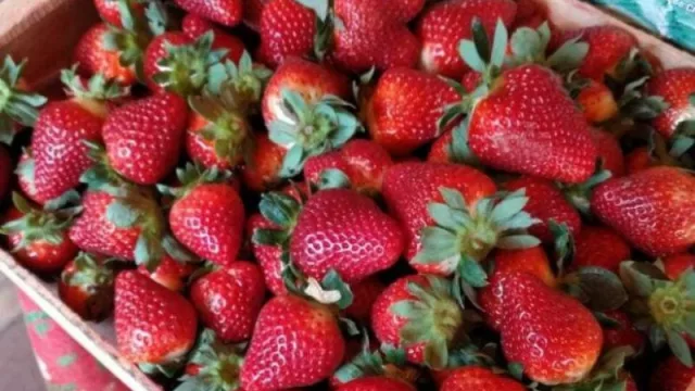 Frutilla chaqueña consolida su posicionamiento y apunta a escalar producción (mercado premium, diversificación y eficiencia productiva)