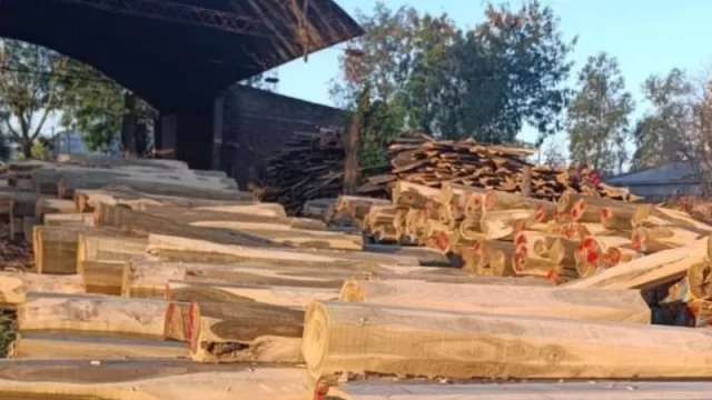 Emprendimiento forestal chaqueño abre mercado en China (sustentabilidad, trazabilidad y comercio exterior)