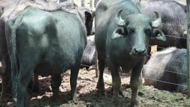 El búfalo se proyecta como alternativa exportable desde Corrientes (más escala productiva, precios firmes y avances en industrialización)