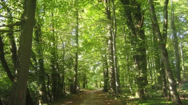 Incertidumbre regulatoria frena inversiones y empleo en el sector forestal chaqueño (riesgo productivo, cadenas de valor y seguridad jurídica)