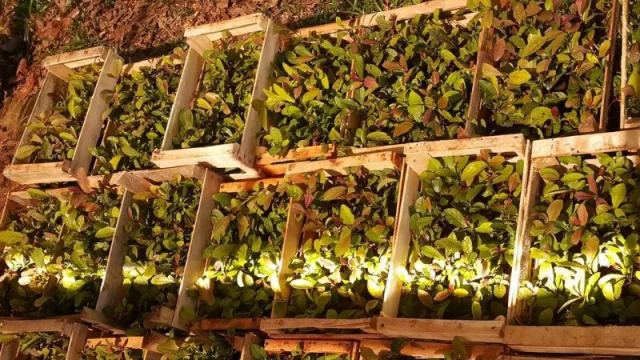 Yerba orgánica en Misiones: costos en alza y desafíos para sostener la competitividad