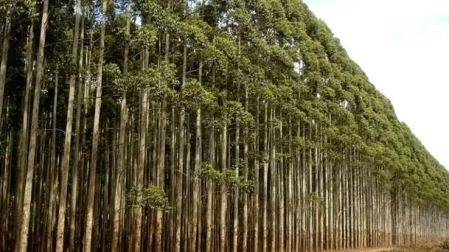 Chaco y Corrientes son las provincias con mejores indicadores para inversión verde (Índice del Inversor Verde 2025)