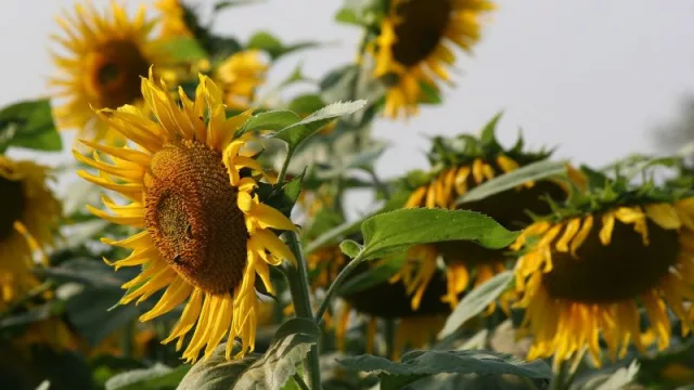El girasol vuelve a ganar protagonismo en el NEA (demanda de aceites, decisiones productivas y oportunidades para la región)
