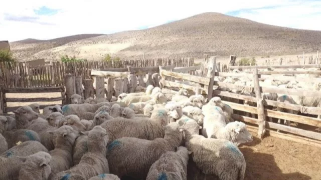 Agroindustria ovina: valor agregado, PyMEs y expansión del mercado en Misiones