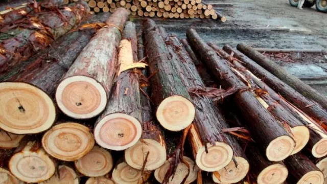 Freno al ordenamiento de bosques nativos en Chaco (impacto productivo, empleo y alerta empresaria)