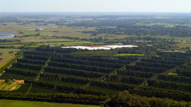 Extranjerización de la tierra y economía regional: alertas en Corrientes y Misiones