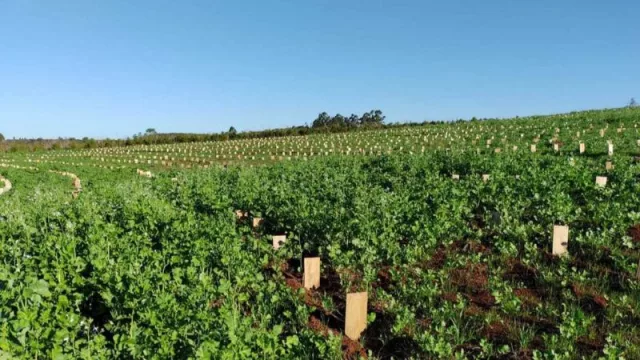 Un desarrollo local que cambia la cosecha: carritos autopropulsados para sacar raídos del yerbal