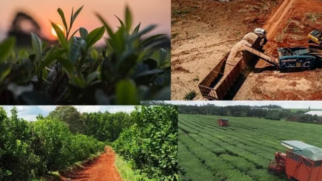 Exportaciones verdes y certificación, la llave para entrar a mercados exigentes