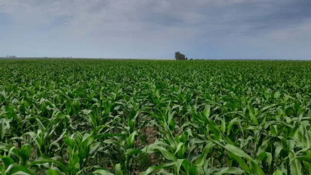 Maíz primicia abre la campaña con un planteo productivo de alto rendimiento (siembra temprana, riego y rotación agrícola-ganadera)
