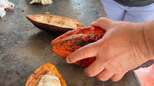 El cacao como nuevo eje de diversificación productiva (evaluarán su viabilidad comercial y potencial exportador)