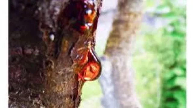 Capitales chinos proyectan una planta de resina de pino en Santo Tomé (con una inversión de casi 30 millones de dólares)