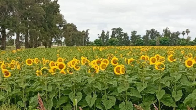 Del campo al mundo: el modelo de agregado de valor que emerge en el Chaco (exportaciones con sello local)