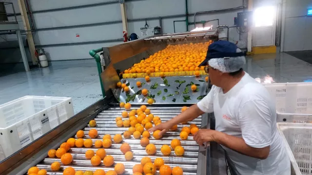 Buscan abrir el mercado de EE.UU. para cítricos del NEA (avance clave para la producción regional)