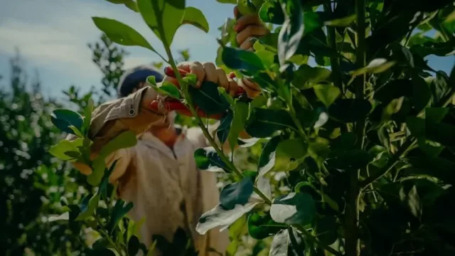 Economías regionales en alerta, pero con oportunidades (el desafío de reconvertirse en el nuevo escenario)