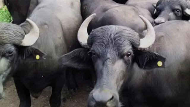 Del campo tradicional a una apuesta distinta: crece la cría de búfalos en el Chaco (una alternativa que gana terreno)