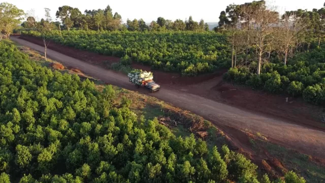 La yerba busca salida en China (exportación y cambio de modelo en plena crisis)