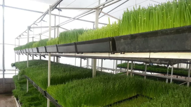 Innovación ganadera: el forraje hidropónico gana terreno (más producción con menos recursos)