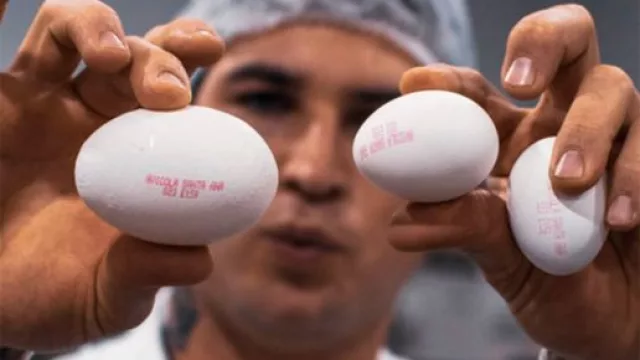 El norte avícola busca volver a crecer (recuperación, exportaciones y nuevos mercados)