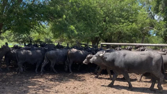 La ganadería del NEA se redefine con el avance del búfalo (eficiencia, adaptación y nuevos sistemas)