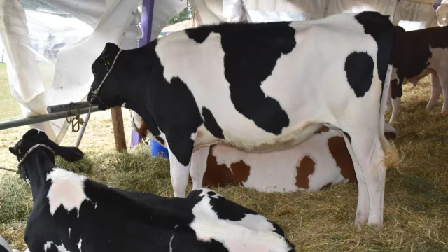 Nogoyá se prepara para una nueva edición de la Expo Provincial de la Leche (producción, industria y agenda técnica)