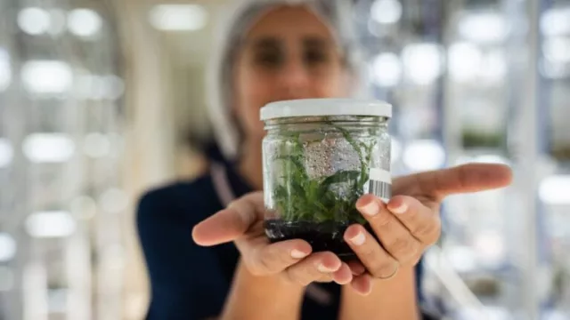 Misiones profundiza su apuesta por la biotecnología aplicada al agro (Biofábrica amplía escala y capacidades)