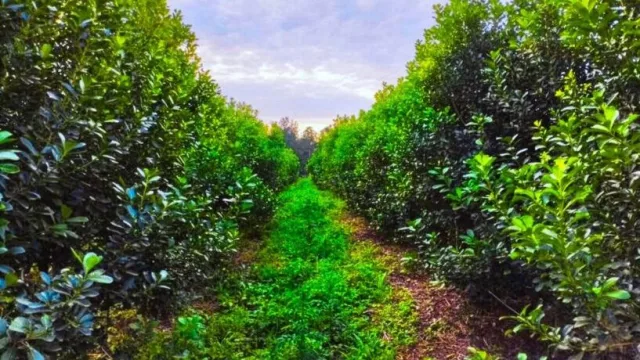 El futuro de la yerba podría estar en la diferenciación (el modelo orgánico muestra mejores márgenes)