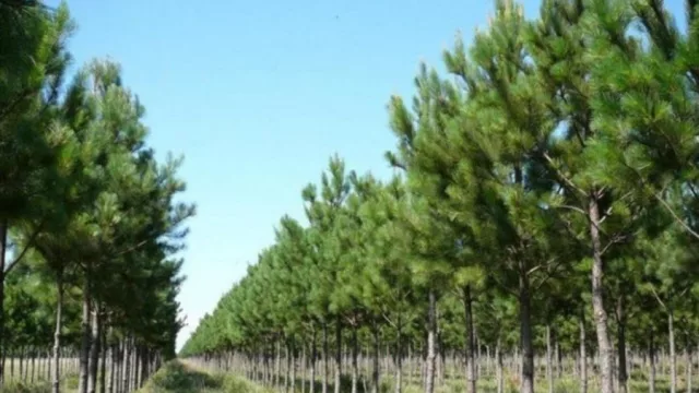 Corrientes apuesta a industrializar su potencial forestal (mega inversión busca transformar la cadena productiva)
