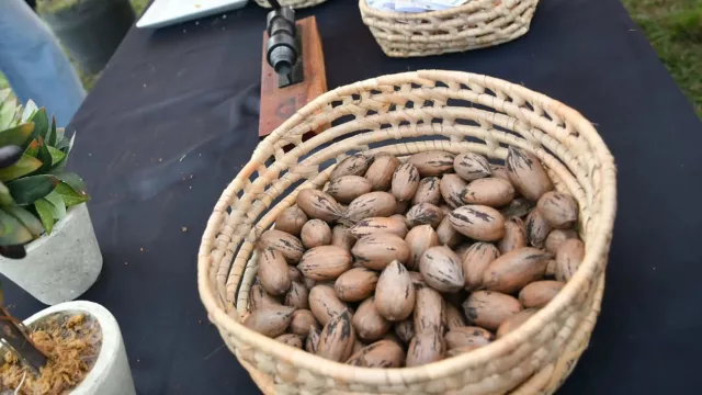 Nuevos cultivos, nuevos mercados: el avance de la nuez pecan en la exportación argentina