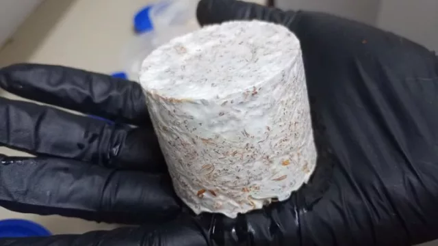 Hongos y biomateriales, una alternativa sustentable para reemplazar plásticos (innovación desde el NEA)