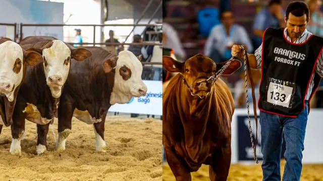 Corrientes será sede de una de las principales vidrieras genéticas del país (negocios, innovación y mercado global)