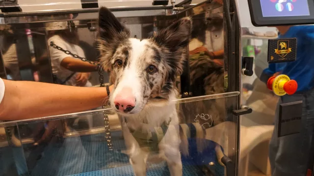 Ni peluqueros ni turnos, Lavakan trae el "lavado automático" para perros al país (cabinas automáticas de hasta US$ 75.000)