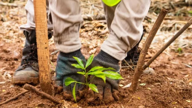 La selva como activo: Misiones capta inversión para restaurar bosques (economía verde y carbono)