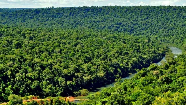 Misiones negocia una venta millonaria de bonos de carbono (la selva podría generar más de US$ 65 millones)