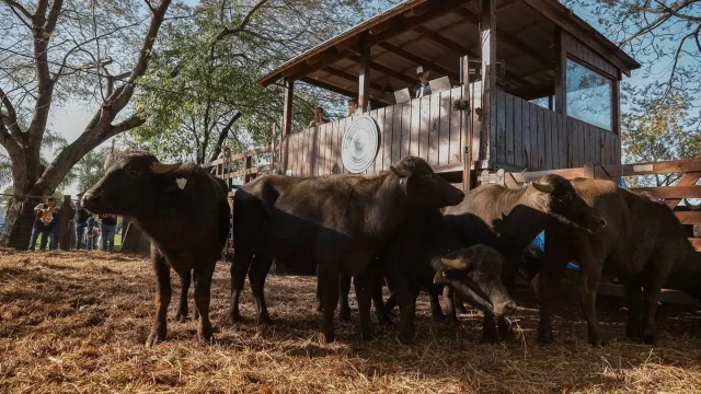 Corrientes apuesta al búfalo como nueva frontera ganadera (tecnología, agregado de valor e inversiones)