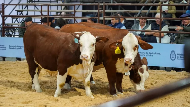 Corrientes cerró Las Nacionales reafirmando su protagonismo ganadero (premios, genética y crecimiento regional)