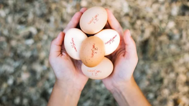 El consumo de huevos impulsa nuevas inversiones en el Litoral (una firma regional acelera su expansión productiva)