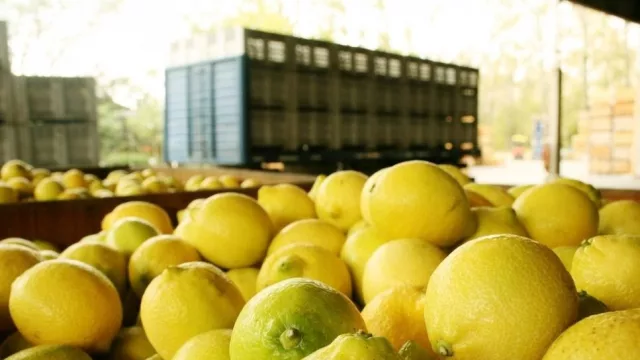 Tucumán transforma su matriz exportadora: los derivados del limón lideran las ventas al exterior