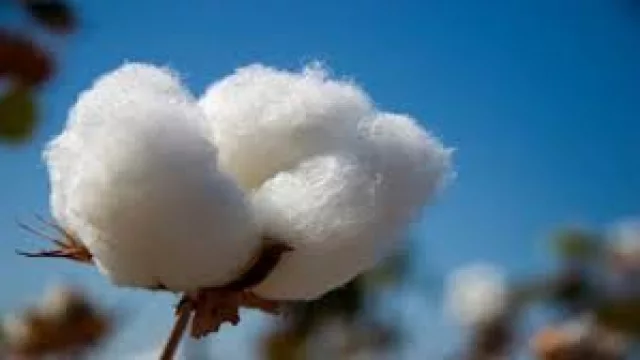 Argentina lanza el primer algodón resistente a imidazolinonas del mundo (desarrollado en Chaco)
