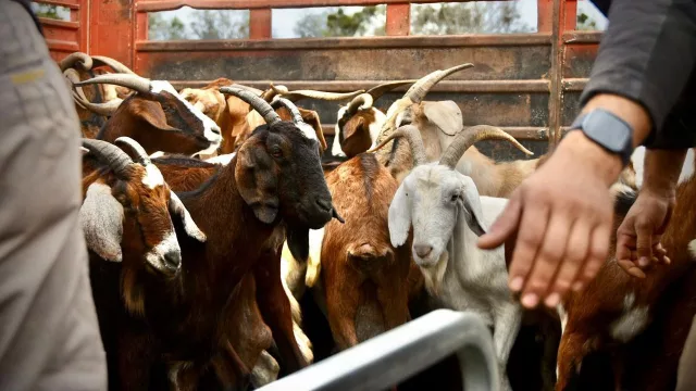El Impenetrable abre una nueva ventana de exportación (la producción caprina llega a África y Asia)