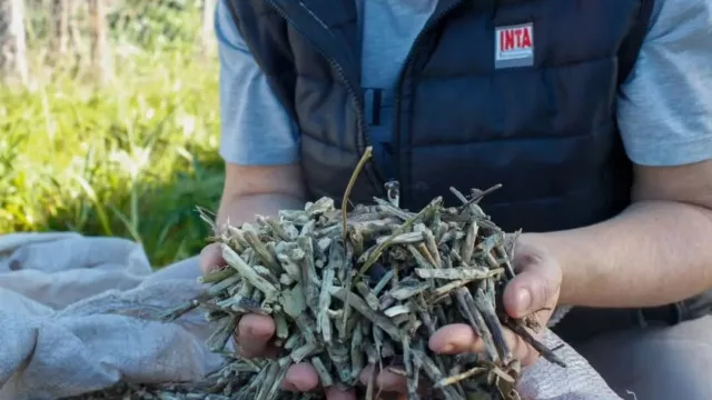 Los palitos de yerba ya no quieren ser un descarte (investigan usos que podrían cambiar la cadena productiva)