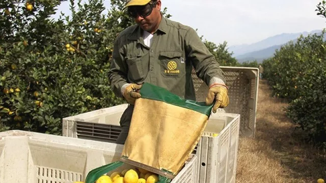 Panamá abre su mercado a los cítricos argentinos (y Tucumán busca ampliar las exportaciones de limón)